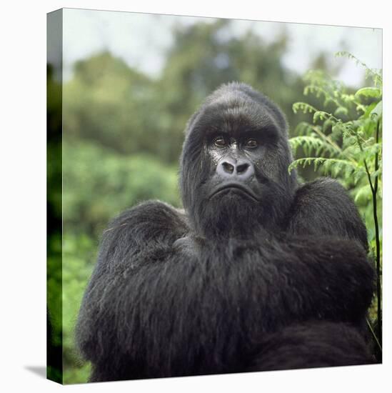 Ape: Mountain Gorilla Silverback Male-Adrian Warren-Premier Image Canvas