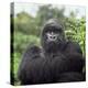 Ape: Mountain Gorilla Silverback Male-Adrian Warren-Premier Image Canvas