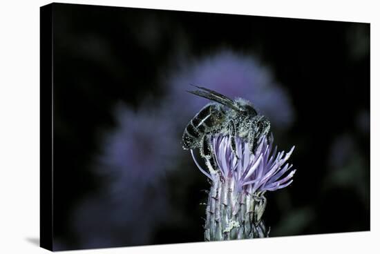 Apis Mellifera (Honey Bee) - Foraging on a Thistle Flower-Paul Starosta-Premier Image Canvas