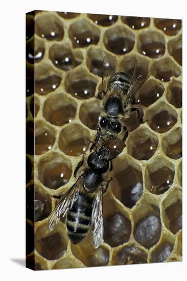 Apis Mellifera (Honey Bee) - Trophallaxis (Mouth-To-Mouth)-Paul Starosta-Premier Image Canvas