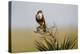 Aplomado Falcon (Falco Femoralis) Adult Landing on Yucca-Larry Ditto-Premier Image Canvas