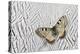 Apollo Butterfly on Silver Pheasant Feather Pattern-Darrell Gulin-Premier Image Canvas