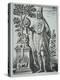 Apollonius of Tyana Book Illustration-Johann Theodor de Bry-Premier Image Canvas