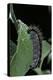 Aporia Crataegi (Black-Veined White Butterfly) - Caterpillar-Paul Starosta-Premier Image Canvas