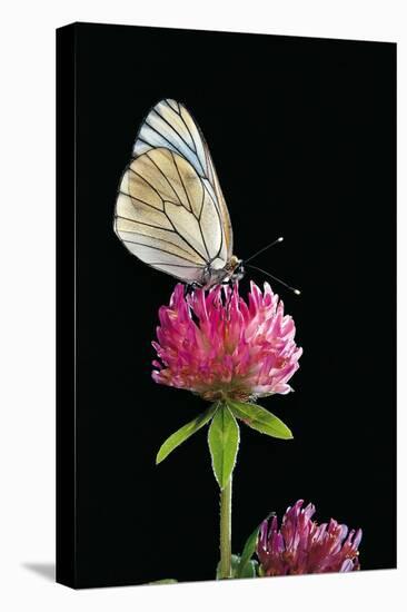 Aporia Crataegi (Black-Veined White Butterfly)-Paul Starosta-Premier Image Canvas