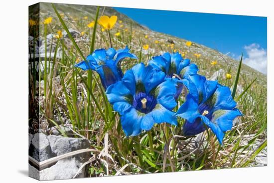 Appennine Trumpet Gentian in flower, Appennines, Italy-Paul Harcourt Davies-Premier Image Canvas