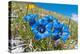 Appennine Trumpet Gentian in flower, Appennines, Italy-Paul Harcourt Davies-Premier Image Canvas