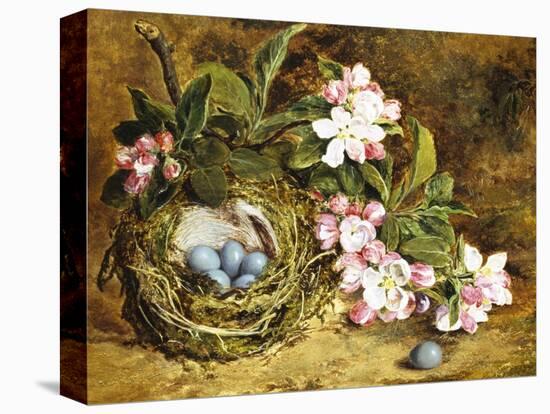 Apple Blossom and a Bird's Nest-H. Barnard Grey-Premier Image Canvas