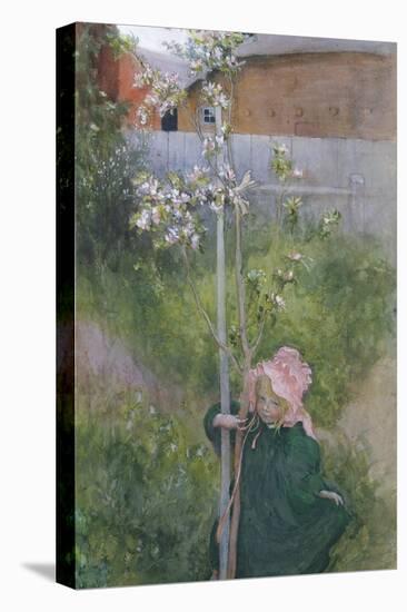 Apple Blossom (Appelblom), 1894-Carl Larsson-Premier Image Canvas