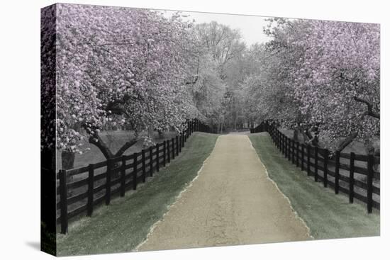 Apple Blossom Lane-Monte Nagler-Stretched Canvas