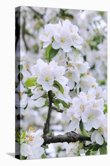 Apple Blossom, Medium Close-Up, Apple-Tree, Tree, Spring-Herbert Kehrer-Premier Image Canvas