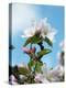 Apple Blossom on the Tree-Chris Schäfer-Premier Image Canvas