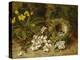 Apple Blossoms, a Primrose and Birds Nest on a Mossy Bank-Clare Oliver-Premier Image Canvas