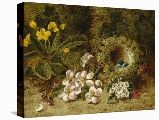 Apple Blossoms, a Primrose and Birds Nest on a Mossy Bank-Oliver Clare-Premier Image Canvas