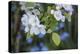 Apple Blossoms, Branch-Andrea Haase-Premier Image Canvas