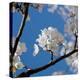 Apple Blossoms I-Monika Burkhart-Premier Image Canvas