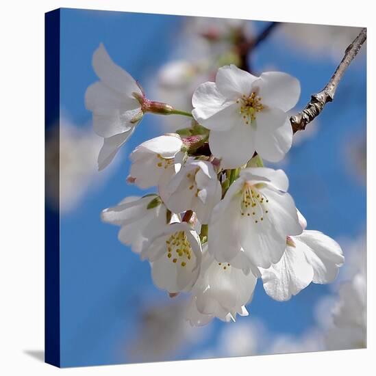 Apple Blossoms II-Monika Burkhart-Premier Image Canvas