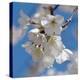 Apple Blossoms II-Monika Burkhart-Premier Image Canvas