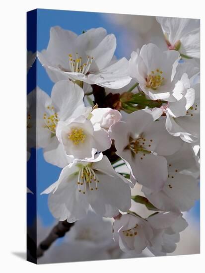 Apple Blossoms IV-Monika Burkhart-Premier Image Canvas