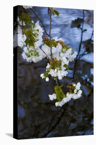 Apple Blossoms on Branches Hanging over Pond-Anna Miller-Premier Image Canvas