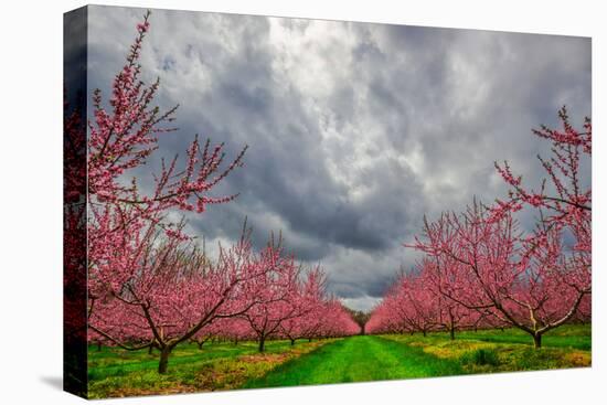 Apple Blossoms-Steven Maxx-Premier Image Canvas