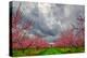 Apple Blossoms-Steven Maxx-Premier Image Canvas