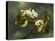 Apple Blossoms-Martin Johnson Heade-Premier Image Canvas
