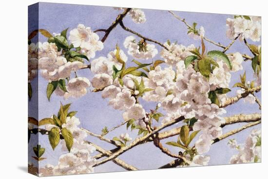 Apple Blossoms-John William Hill-Stretched Canvas