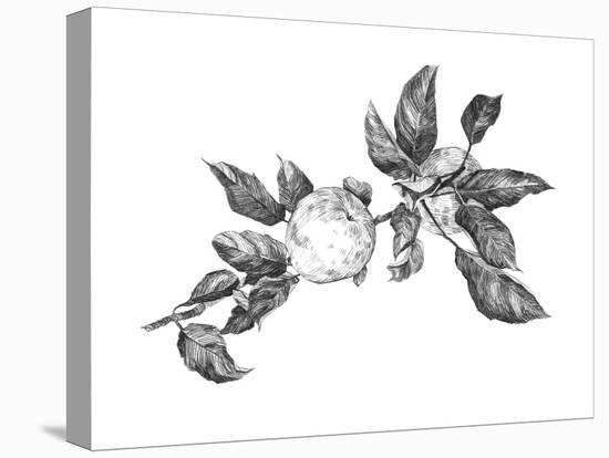 Apple Etching II-Emma Scarvey-Stretched Canvas