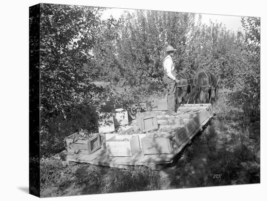 Apple Harvest, Yakima Valley, 1915-Ashael Curtis-Premier Image Canvas