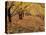 Apple Orchard in Autumn, Oroville, Washington, USA-Jamie & Judy Wild-Premier Image Canvas