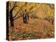 Apple Orchard in Autumn, Oroville, Washington, USA-Jamie & Judy Wild-Premier Image Canvas