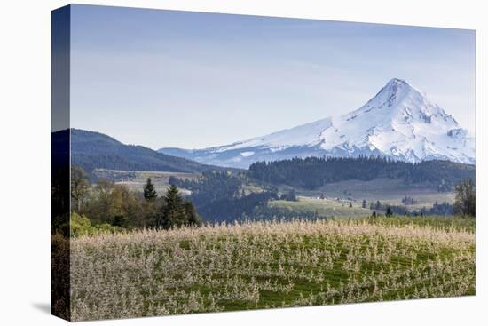 Apple Orchard in Blood with Mount Hood in the Background, Oregon, USA-Chuck Haney-Premier Image Canvas