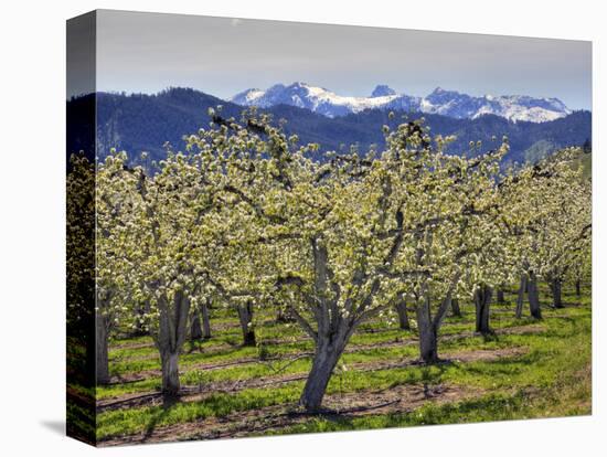 Apple Orchard in Bloom, Dryden, Chelan County, Washington, Usa-Jamie & Judy Wild-Premier Image Canvas