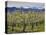 Apple Orchard in Bloom, Dryden, Chelan County, Washington, Usa-Jamie & Judy Wild-Premier Image Canvas