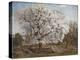 Apple Tree in Blossom-Carl Fredrik Hill-Premier Image Canvas