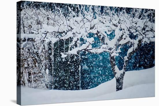 Apple Tree In Winter-Ursula Abresch-Stretched Canvas