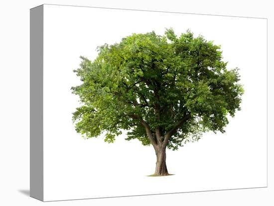 Apple Tree Isolated on a White Background-Jan Martin Will-Premier Image Canvas