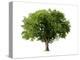 Apple Tree Isolated on a White Background-Jan Martin Will-Premier Image Canvas