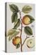 Apple Tree (Malus Sativa), 1739-Elizabeth Blackwell-Premier Image Canvas