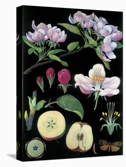 Apple Tree-null-Premier Image Canvas