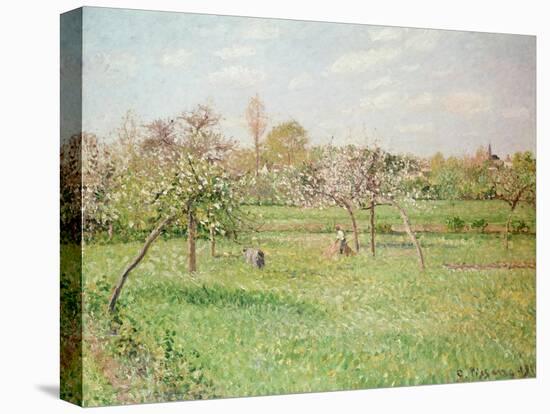 Apple Trees at Gragny, Afternoon Sun, 1900-Camille Pissarro-Premier Image Canvas