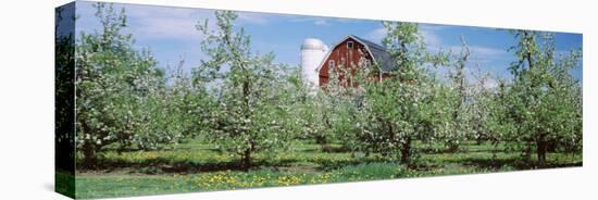 Apple Trees in an Orchard, Kent County, Michigan, USA-null-Premier Image Canvas