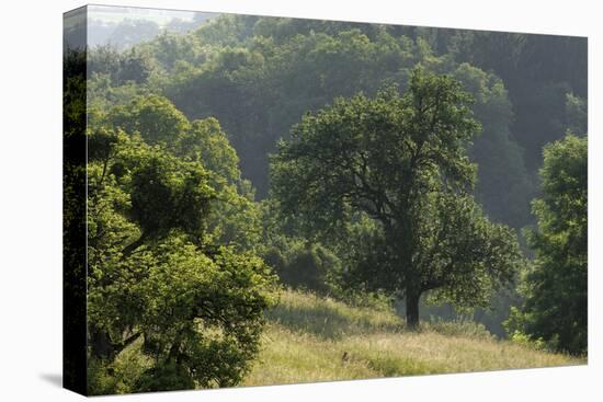 Apple Trees in Meadow, Roudenhaff, Mullerthal, Luxembourg, May 2009-Tønning-Premier Image Canvas