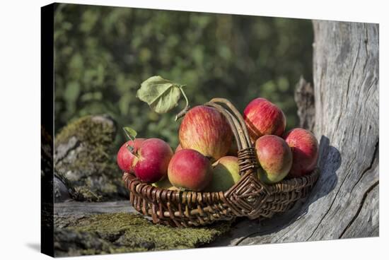 Apples, Basket, Exterior, Old Tree Trunk-Andrea Haase-Premier Image Canvas