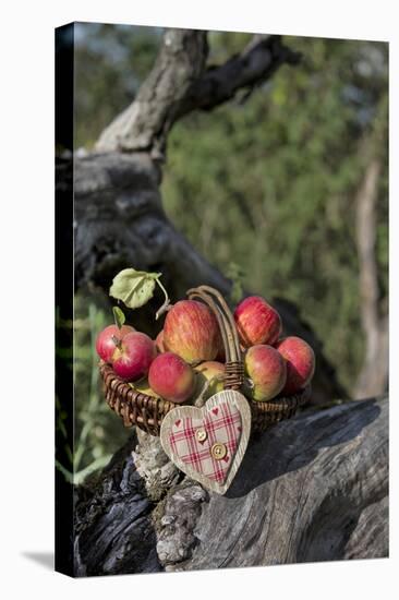 Apples, Basket, Heart, Old Trunk, Outside-Andrea Haase-Premier Image Canvas