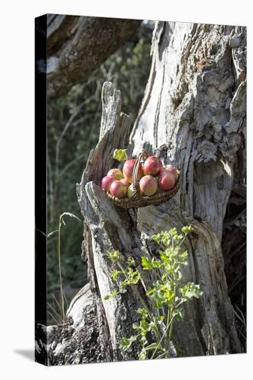 Apples, Basket, Outside, Old Trunk-Andrea Haase-Premier Image Canvas