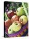 Apples (Granny Smith and Gala) in a Basket-Linda Burgess-Premier Image Canvas