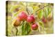 Apples (Malus Domestica) Growing in Traditional Orchard at Cotehele Nt Property, Cornwall, UK-Ross Hoddinott-Premier Image Canvas