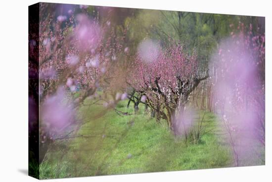 Apricot Blossom, Austria-Rainer Mirau-Premier Image Canvas